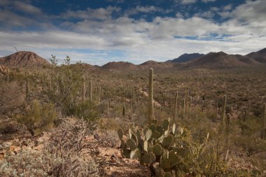 Catalina Mountain State Park