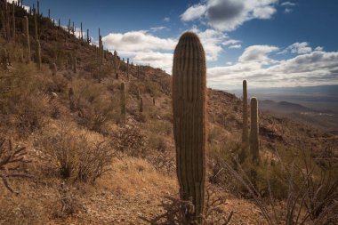 Catalina Mountain State Park