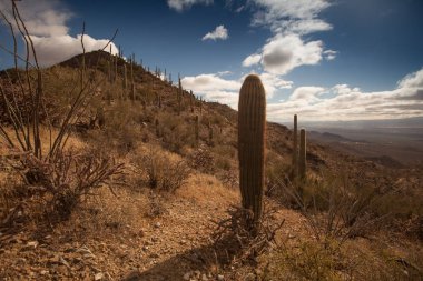 Catalina Mountain State Park