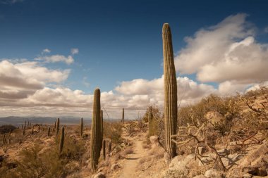 Catalina Mountain State Park
