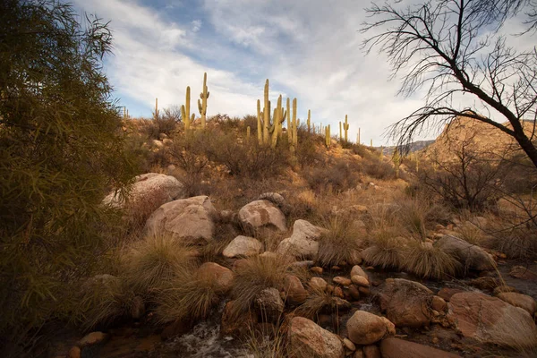 Parque Nacional de Saguaro — Fotografia de Stock