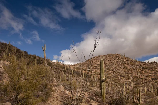 Catalina Mountain State Park Stock Picture