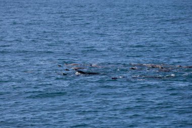 Yunuslar, Monterey bay