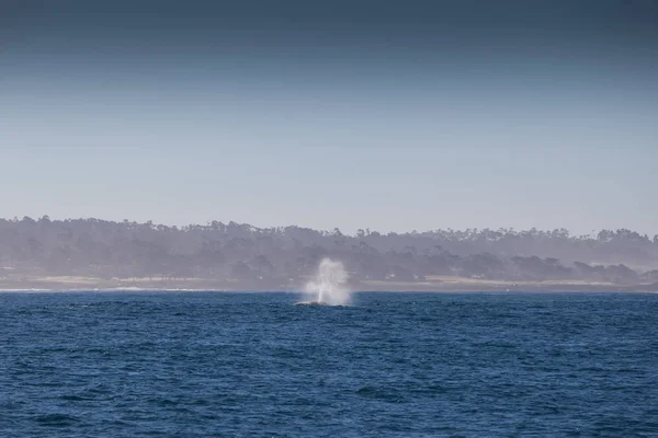 Humbak, Monterey bay — Zdjęcie stockowe