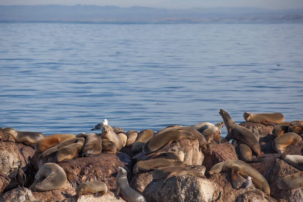 Sigilli, baia di Monterey — Foto Stock