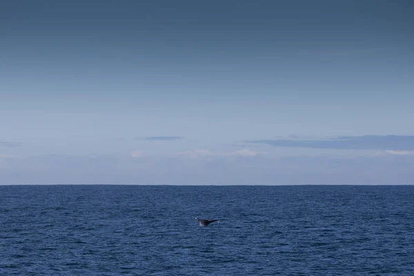 Горбатый кит, залив Монтерей — стоковое фото