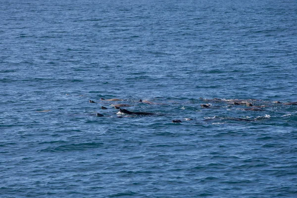 海豚, 蒙特里湾 — 图库照片