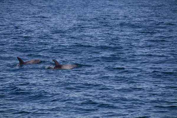 Delfiny, Monterey bay — Zdjęcie stockowe