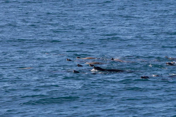 Delfiny, Monterey bay — Zdjęcie stockowe