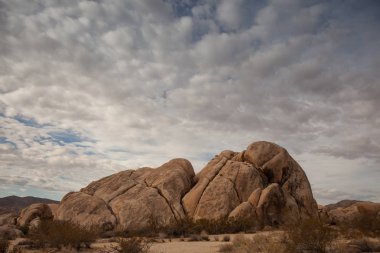 Joshua Tree Ulusal Parkı