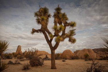 Joshua Tree Ulusal Parkı