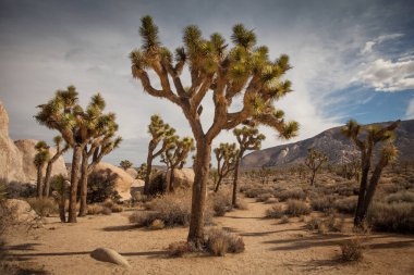Joshua Tree Ulusal Parkı