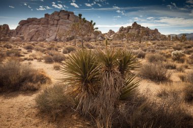 Joshua Tree Ulusal Parkı