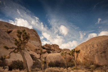 Joshua Tree Ulusal Parkı