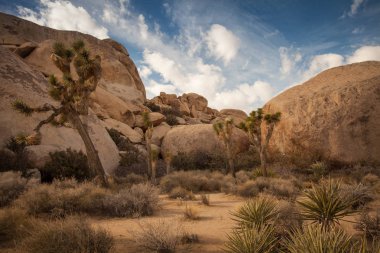 Joshua Tree Ulusal Parkı