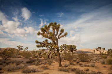 Joshua Tree Ulusal Parkı