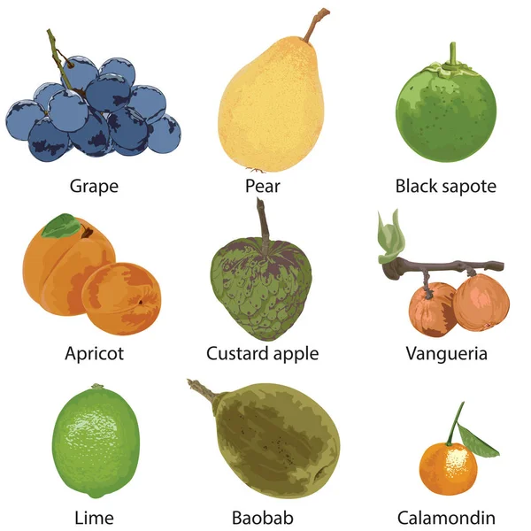 Een Verzameling Van Verschillende Vruchten Druiven Peren Zwarte Sapota Abrikoos — Stockvector