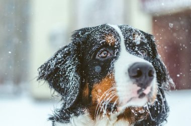 güzel kız Bernese dağ köpeği karda oynuyor. Karda kürk. safkan, itaatkâr, sağlıklı bir köpek. Kışın köpek eğitim.