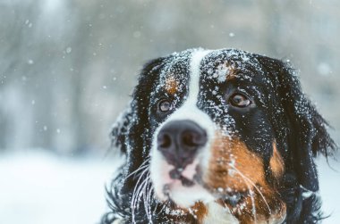 güzel kız Bernese dağ köpeği karda oynuyor. Karda kürk. safkan, itaatkâr, sağlıklı bir köpek. Kışın köpek eğitim.