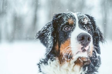 güzel kız Bernese dağ köpeği karda oynuyor. Karda kürk. safkan, itaatkâr, sağlıklı bir köpek. Kışın köpek eğitim.