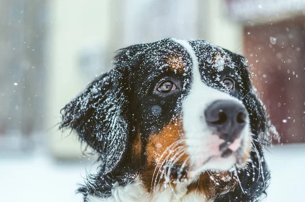 güzel kız Bernese dağ köpeği karda oynuyor. Karda kürk. safkan, itaatkâr, sağlıklı bir köpek. Kışın köpek eğitim.