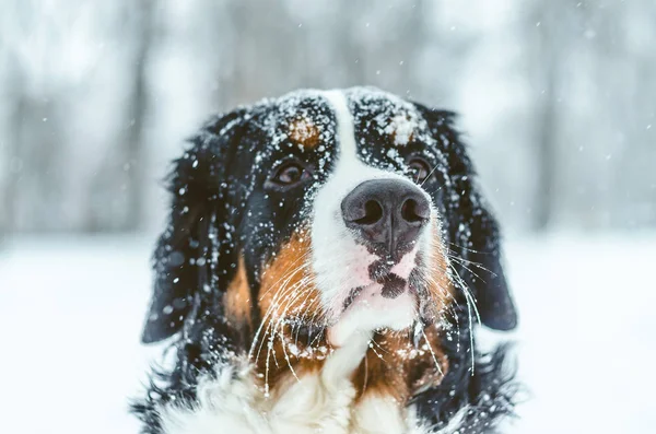 Мила Дівчина Бернський Гірська Собака Грає Снігу Хутро Снігу Чистокровних Стокове Зображення