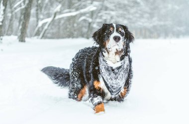   Bernese dağ köpeği 9 ay mutlu kız. Sokağın ortasında kışın karda oynuyor. Aile içi bir köpek iyi eğlenceler