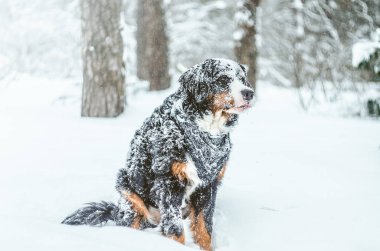 Güzel mutlu kız Bernese dağ köpeği 9 ay. Sokağın ortasında kışın karda oynuyor. Aile içi bir köpek. oynamak ve sokakta çalıştırmak seviyor. 