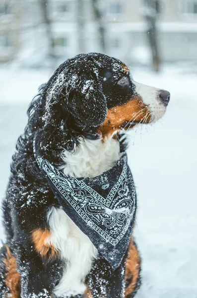 Chica Cachorro Meses Bernese Mountain Dog Para Paseo Invierno Una —  Fotos de Stock