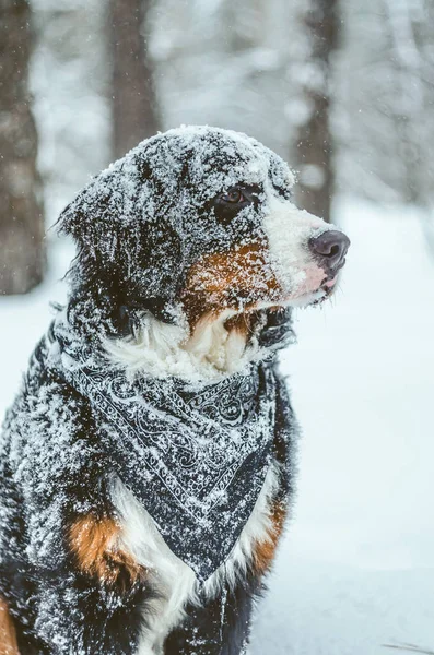 Šťastná Dívka Bernský Salašnický Pes Měsíců Hraje Ulici Zimě Sněhu — Stock fotografie