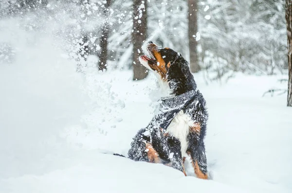 Krásná Šťastná Dívka Bernský Salašnický Pes Měsíců Hraje Ulici Zimě — Stock fotografie