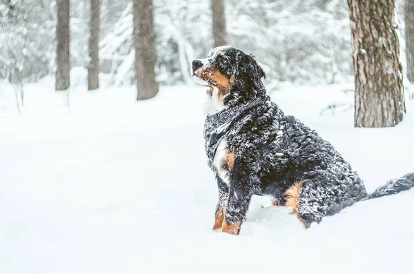 Schöne Glückliche Berner Sennenhündin Monate Spielt Winter Auf Der Straße — Stockfoto