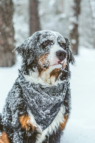 Linda Menina Feliz Bernese Mountain Dog Meses Joga Rua Inverno — Fotografia de Stock