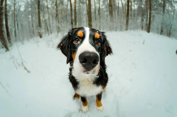 Посмішка Зимових Свят Сніг Собака Бернський — стокове фото