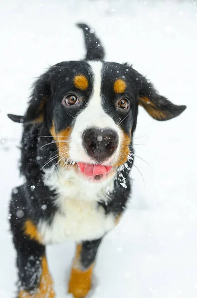 Посмішка Зимових Свят Сніг Собака Бернський — стокове фото