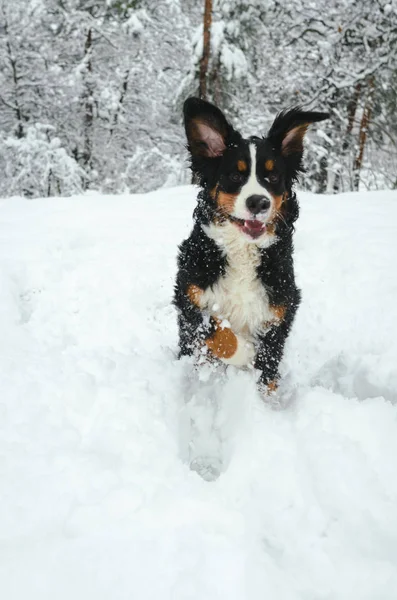 Бернський Гірська Собака Грає Засніжений Ліс Святковий Настрій Грайливий Собака — стокове фото