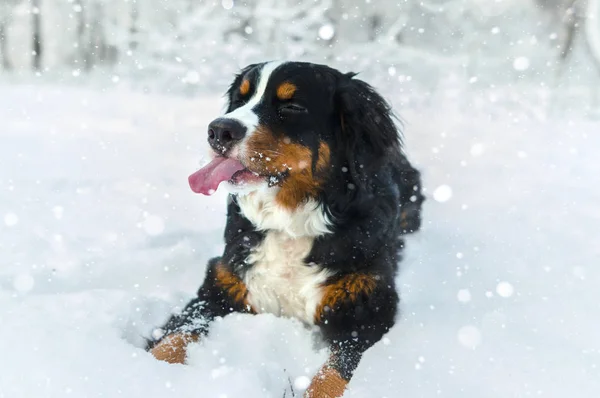 Посмішка Зимових Свят Сніг Собака Бернський Стокова Картинка