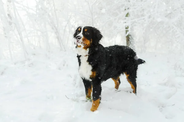 Посмішка Зимових Свят Сніг Собака Бернський Ліцензійні Стокові Зображення