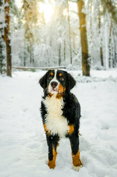 Бернський Гірська Собака Грає Засніжений Ліс Святковий Настрій Грайливий Собака Стокова Картинка