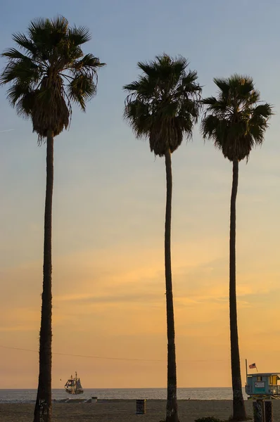 Palm trees on beach — Stock Photo, Image