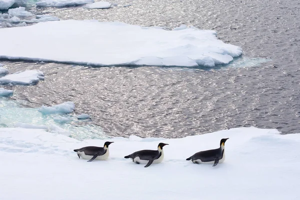 Empereur pingouins marchant sur iceberg — Photo