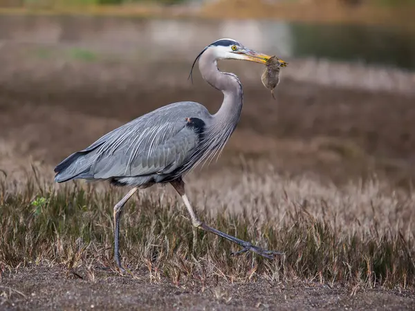 Gran garza azul con gopher en pico — Foto de Stock