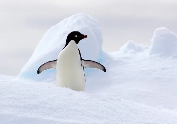 Stojící tučňáka na kře — Stock fotografie