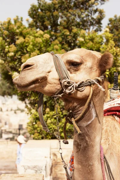 Camello mirando a la cámara — Foto de Stock