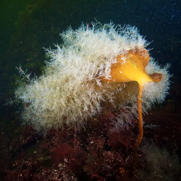 Hydrozoan colony on Laminaria — Stock Photo, Image