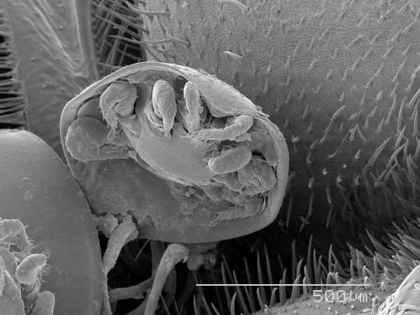 Mite on beetle with scaled rule — Stock Photo, Image