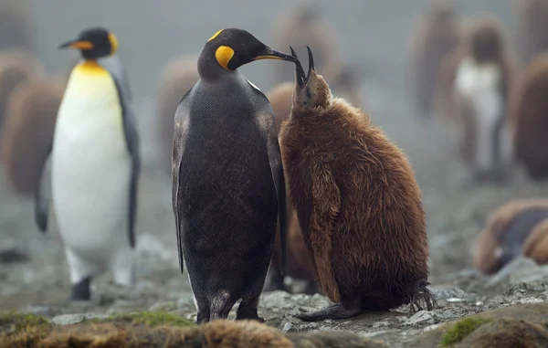 King Penguin with chick — Stock Photo, Image