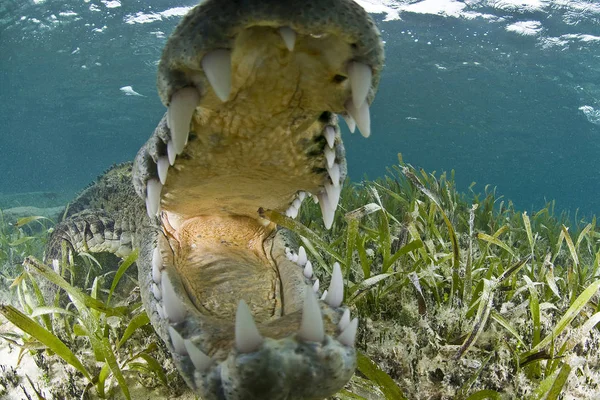 Közelkép Nyitott Szájú Hegyesorrú Krokodil Chinchorro Bioszféra Rezervátum Quintana Roo — Stock Fotó