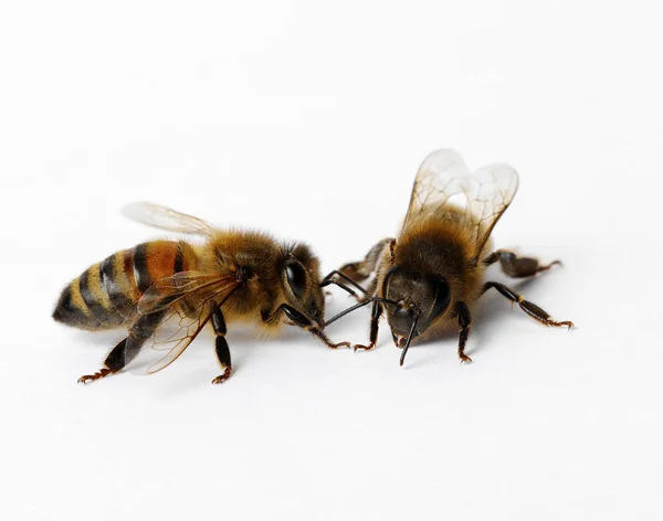 Beyaz üzerine iki bal arıları — Stok fotoğraf