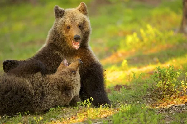 Dos cachorros de oso marrón —  Fotos de Stock